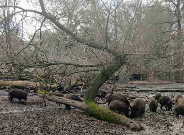 Die Wildschweine im Matsch zu beobachten, ist ein großer Spaß. | Foto: BAS
