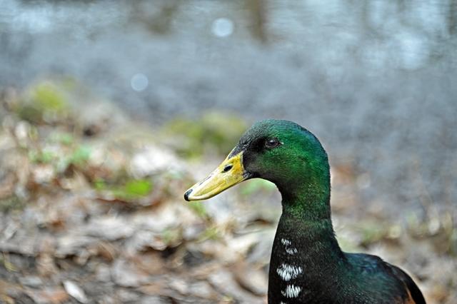 Foto: Ilona Schäfer