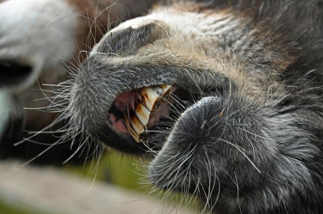 Foto: Ilona Schäfer