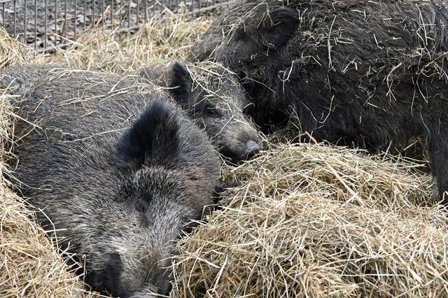 Foto: Ilona Schäfer