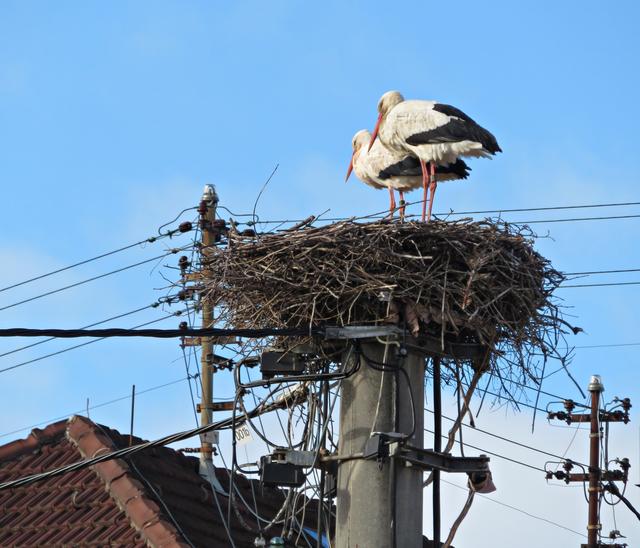 Nanu? Der Storch ist nicht mehr allein. | Foto: Brigitte Melder