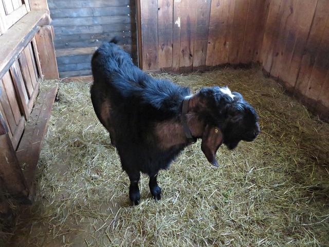Der Ziegenbock und Papa der Zicklein | Foto: Brigitte Melder