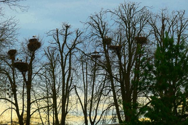 Storchennester wohin man schaut | Foto: Brigitte Melder