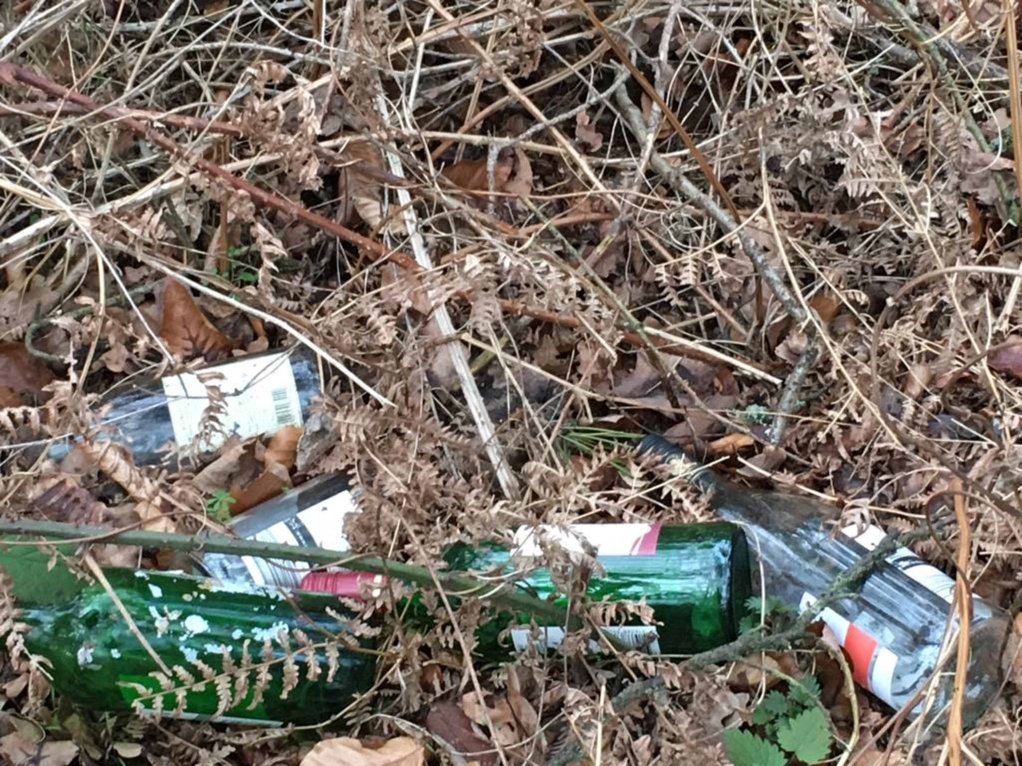 Immer öfter wird Unrat im Wald Müll gehört nicht in die Natur
