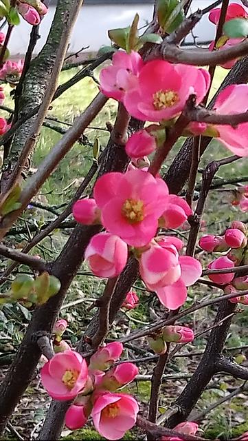 Blüten in Weinheim | Foto: Kristin Hätterich