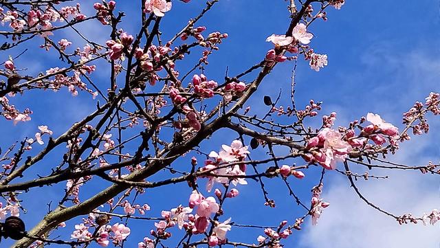 Ziermandel | Foto: Kristin Hätterich