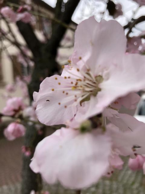 Mandelblüte am 8.3.20