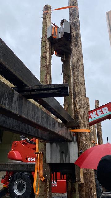 Gewaltig: Die Baumstämme ragen 7,50 Meter in den Ludwigshafener Himmel | Foto: Tim Altschuck