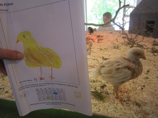 Die Küken in der Museumsausstellung stehen im Mittelpunkt des Ferienprogramms für Grundschulkinder. | Foto: Pfalzmuseum für Naturkunde