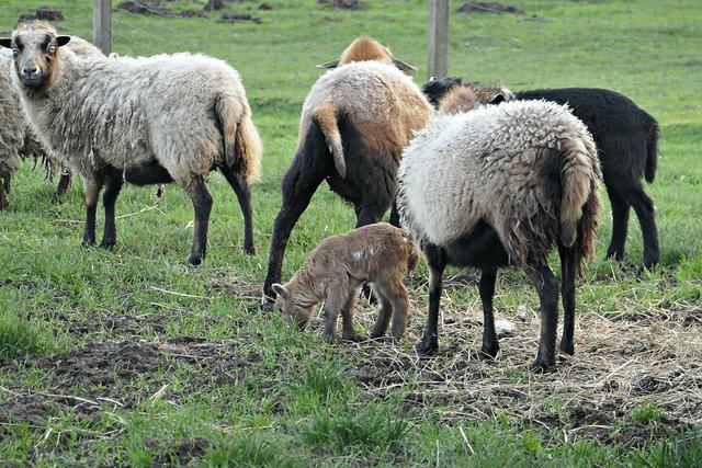 Das Lämmchen ist erst 2 Tage auf der Welt | Foto: Brigitte Melder