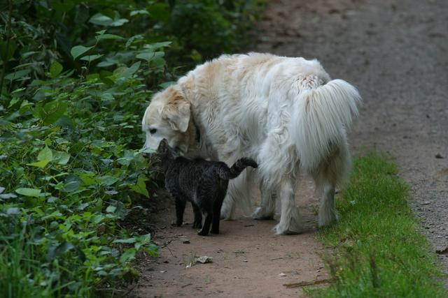 wenn Menschen könnten wie Hund + Katze wäre die Welt besser