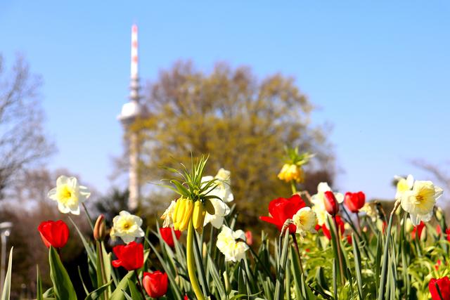 Tulpen und Narzissen im Luisenpark. | Foto: Stadtpark Mannheim  gGmbH