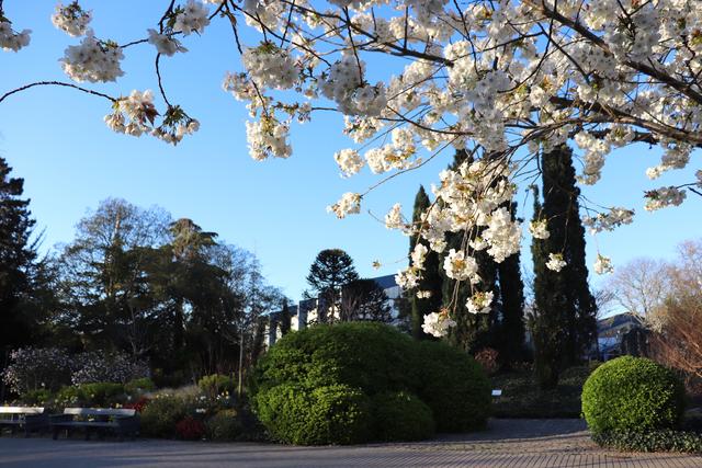 Blüte im Luisenpark. | Foto: Stadtpark Mannheim  gGmbH