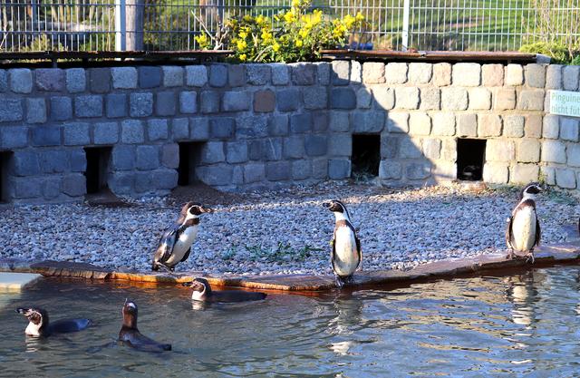 Auch die Pinguine halten Abstand. | Foto: Stadtpark Mannheim  gGmbH