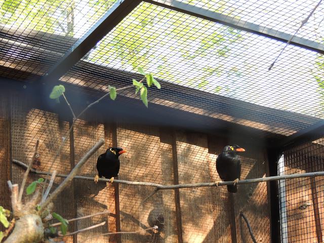 DFas Beo-Pärchen in seinem neuen Heim. | Foto: Zoo Landau