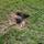Schaden durch scharrende Hunde | Foto: ps