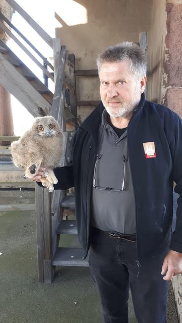 Dom-Techniker Günter Frey mit einem frisch-beringten Uhu-Küken | Foto: Domkapitel Speyer/Sven Ofer