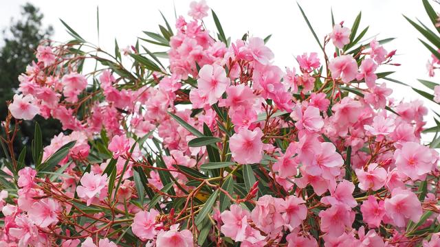 Oleander | Foto: Hans Braxmeier/Pixabay 