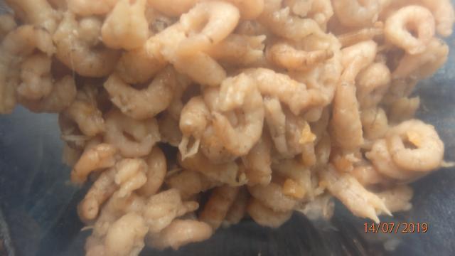 Frische Nordseekrabben | Foto: H.S.B.