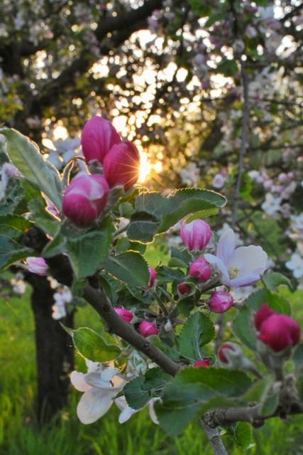 Sonnenuntergang in Rheinhausen am Damm