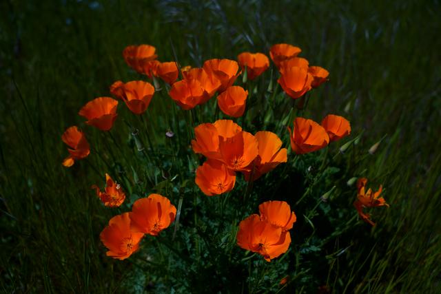 mitten auf der Wiese