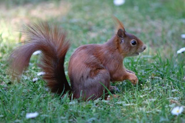 Auf dem Mannheimer Hauptfriedhof  | Foto: Jessica Bader 