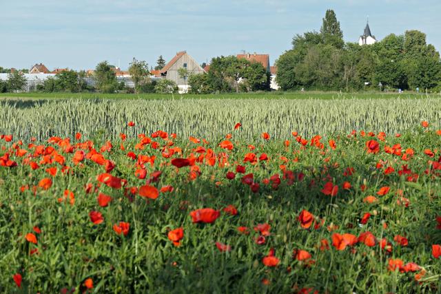 Mohnblumenblick auf Böhl-Iggelheim | Foto: Brigitte Melder