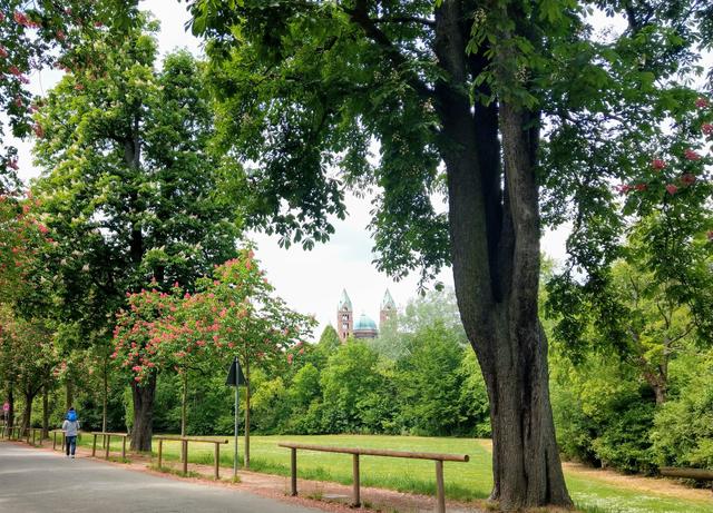 Frühling in Speyer | Foto: BAS