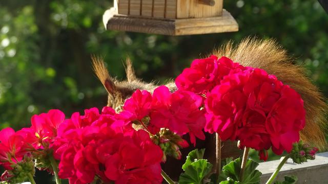Besuch am frühen Morgen | Foto: Gerhard Jung