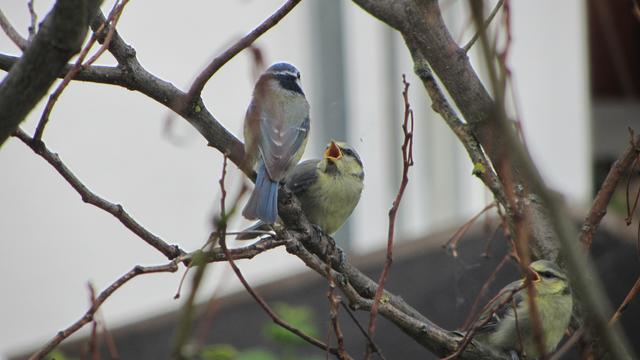 Die ersten Vögelchen haben sich aus dem Nest getraut.
Ganz sicher scheinen sie dabei jedoch noch nicht zu sein. :D