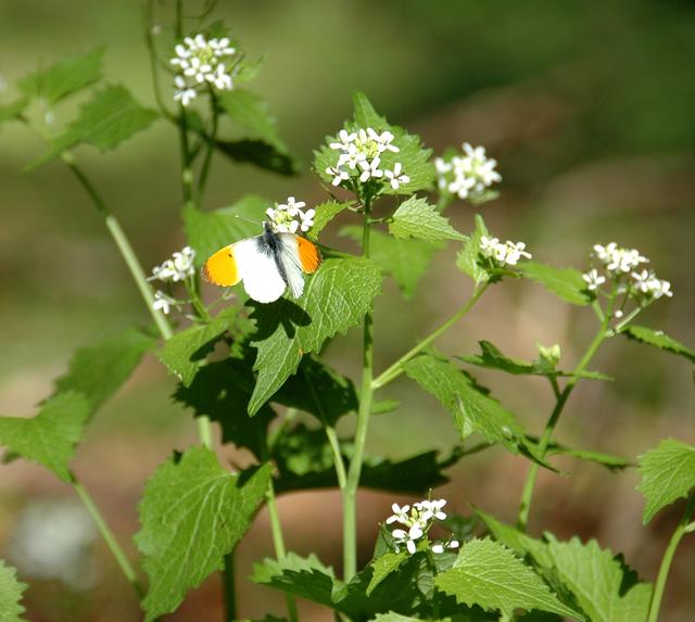 Aurorafalter an Knoblauchrauke
