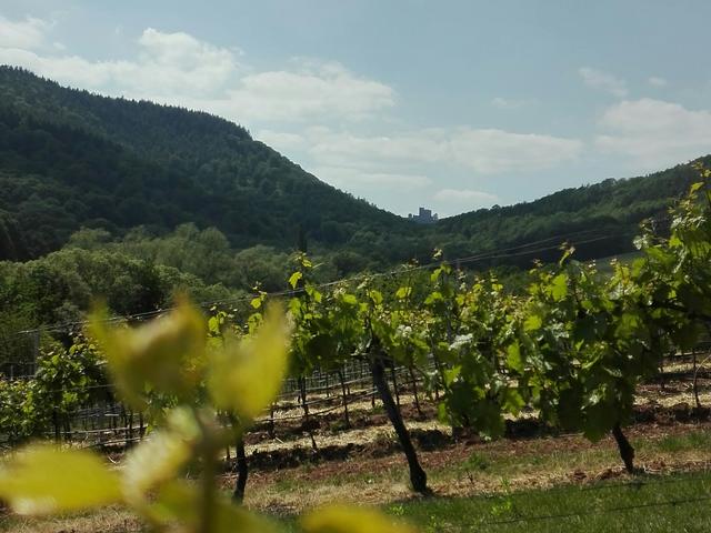 Annweilers Berge seh ich .... | Foto: Hammer Anita