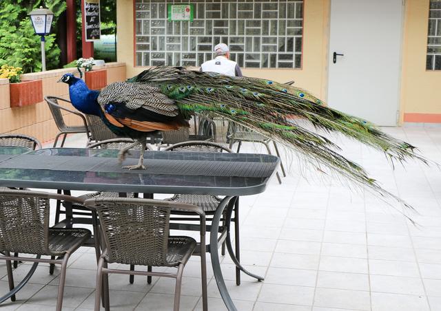 Pfau im Vogelpark Schifferstadt | Foto: Heike Schwitalla
