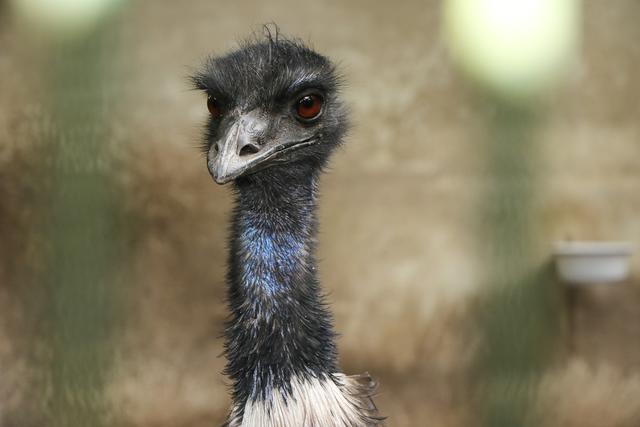 Emu im Vogelpark Schifferstadt | Foto: Heike Schwitalla
