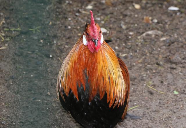 Hahn im Vogelpark Schifferstadt | Foto: Heike Schwitalla