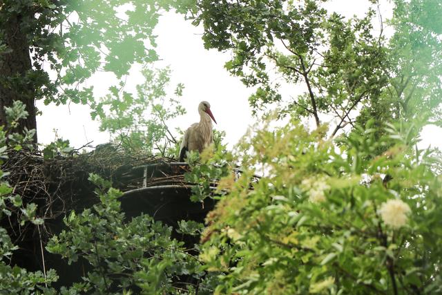 Storchennest im Vogelpark Schifferstadt | Foto: Heike Schwitalla