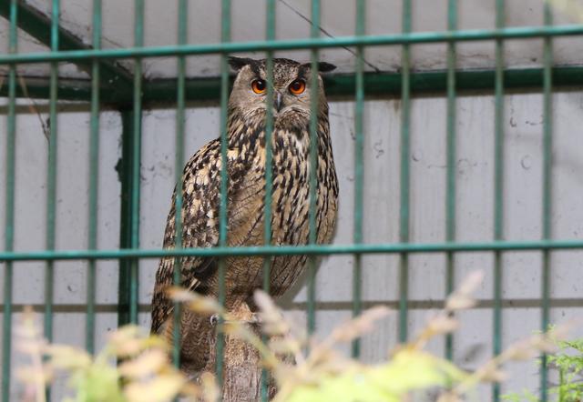 Vogelpark Schifferstadt | Foto: Heike Schiwtalla