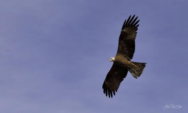 Raubvogelserie | Foto: Hans-Peter Melder