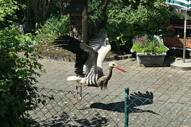 So nah waren uns die Störche noch nie | Foto: Brigitte Melder