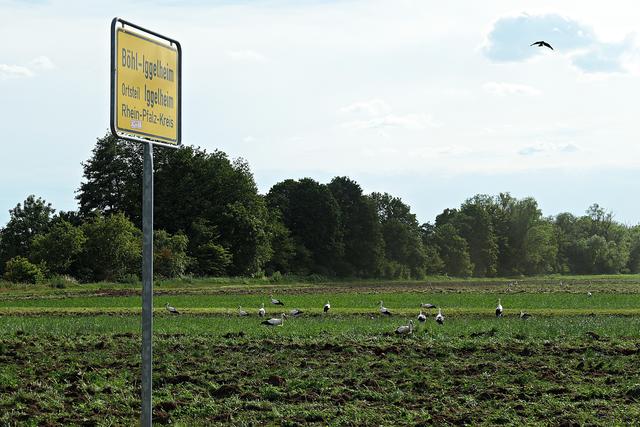 Storchenparadies | Foto: Brigitte Melder