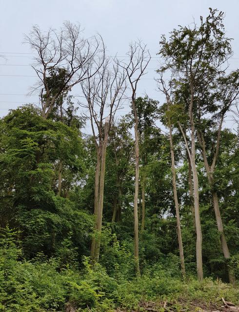 Foto: Forstamt Pfälzer Rheinauen