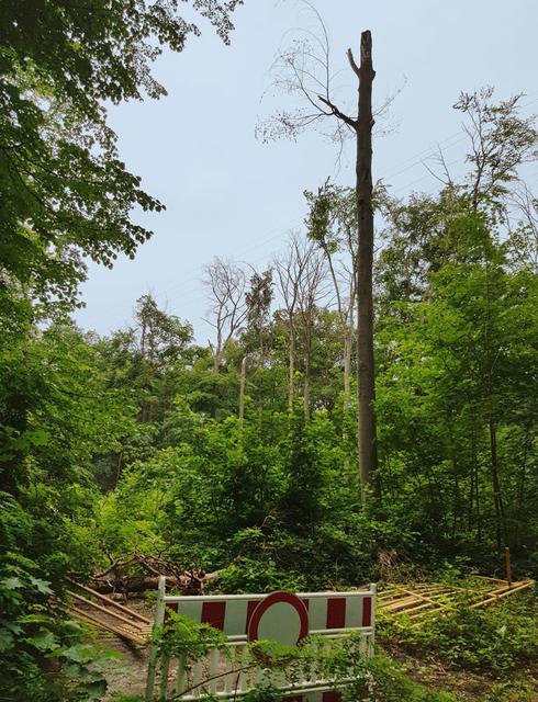Foto: Forstamt Pfälzer Rheinauen