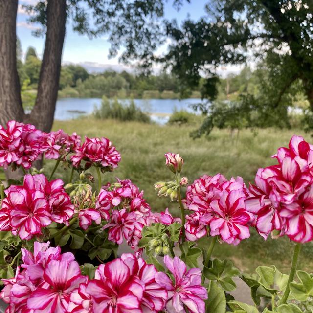 Eine wunderschöne Aussicht bietet die Terrasse des Restaurants am Melmweiher | Foto: Kim Rileit