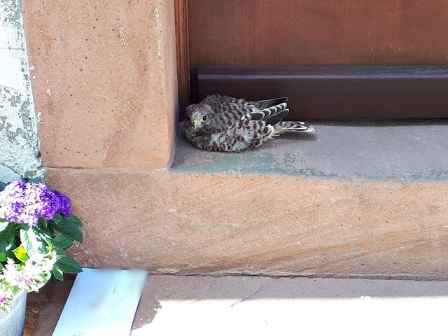 In den Eingangsbereich verkrochen | Foto: Jürgen Pfleger