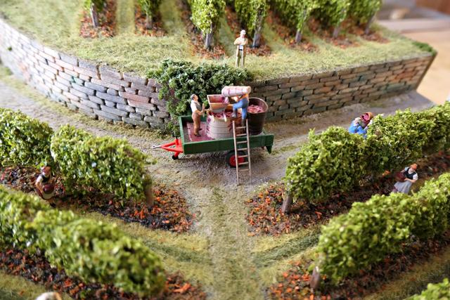 Weinlese am Michaelsberg perfekt dargestellt bis zur Weintraube | Foto: Brigitte Melder