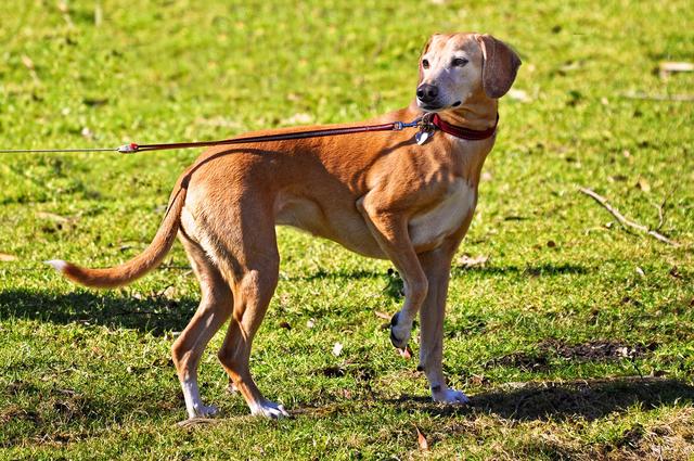 Hund | Foto: Mabel Amber/Pixabay 
