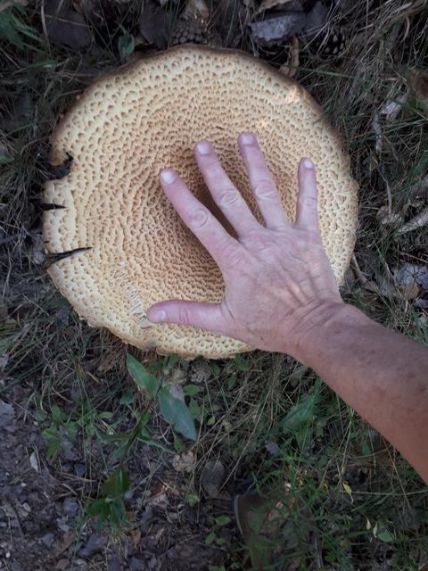 Spektakulärer Pilzfund! | Foto: Markus Pacher