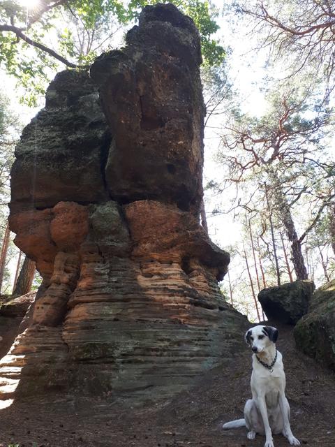 Wicki genießt die herrliche Umgebung. | Foto: Markus Pacher