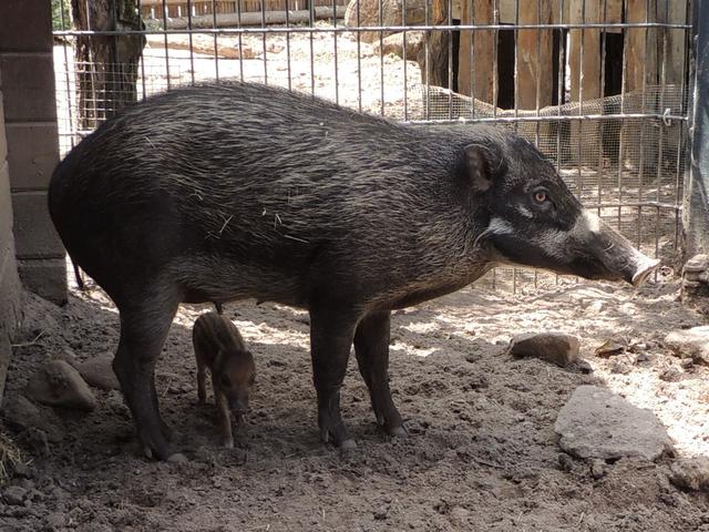 Im Zoo Landau haben vier kleine Visayas-Mähnenschweine das Licht der Welt erblickt. Die Art gilt in freier Wildbahn als hochbedroht.
| Foto: Zoo Landau