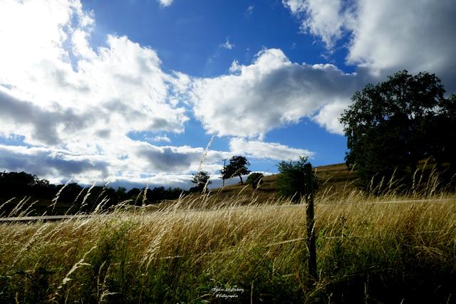Sommerwetter bei Imsweiler | Foto: Stephen Wüstenberg Photographie - Wartenberg-Rohrbach